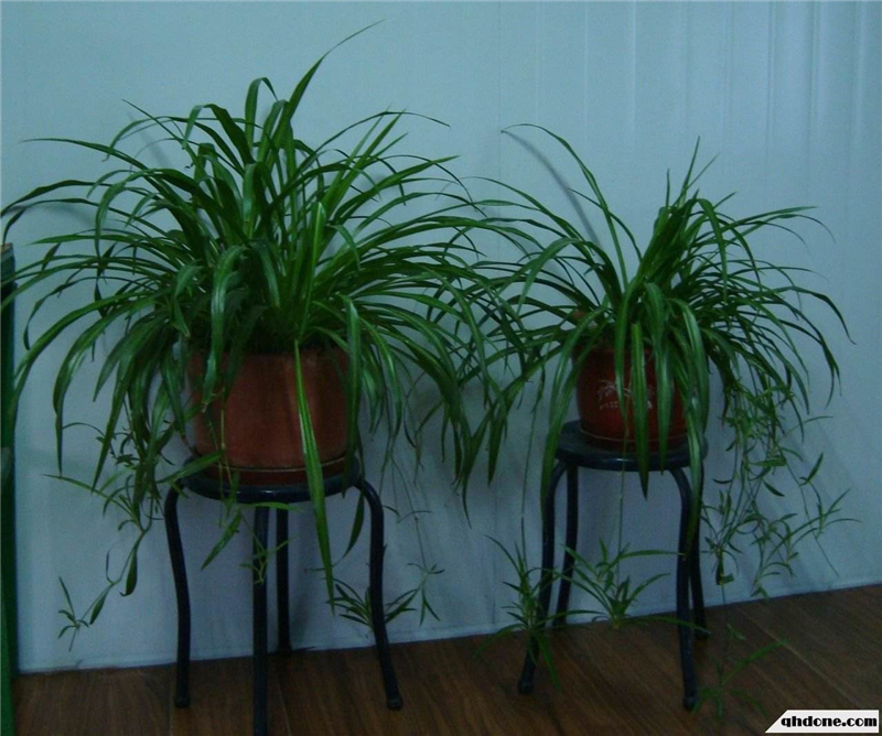 整木定制裝修完如何去除甲醛味道？(圖2)